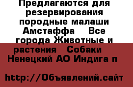 Предлагаются для резервирования породные малаши Амстаффа  - Все города Животные и растения » Собаки   . Ненецкий АО,Индига п.